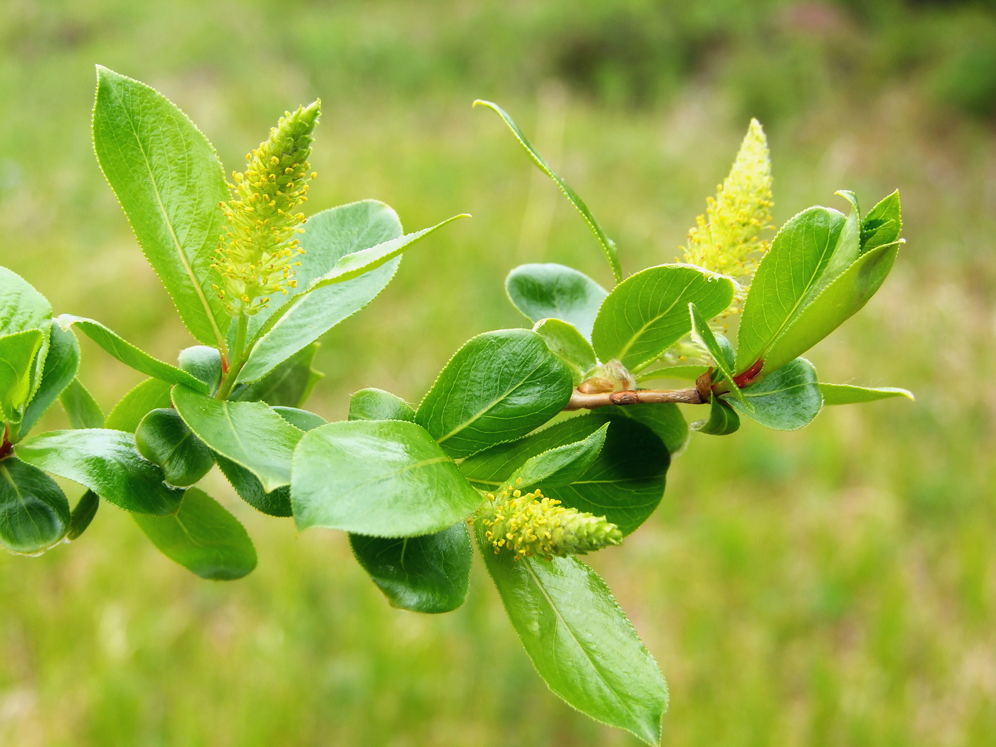 Image of Salix pseudopentandra specimen.