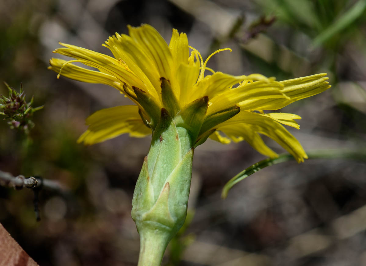 Image of Scorzonera austriaca specimen.