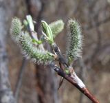 Salix schwerinii