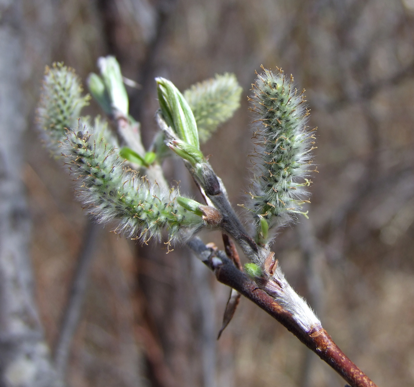 Image of Salix schwerinii specimen.