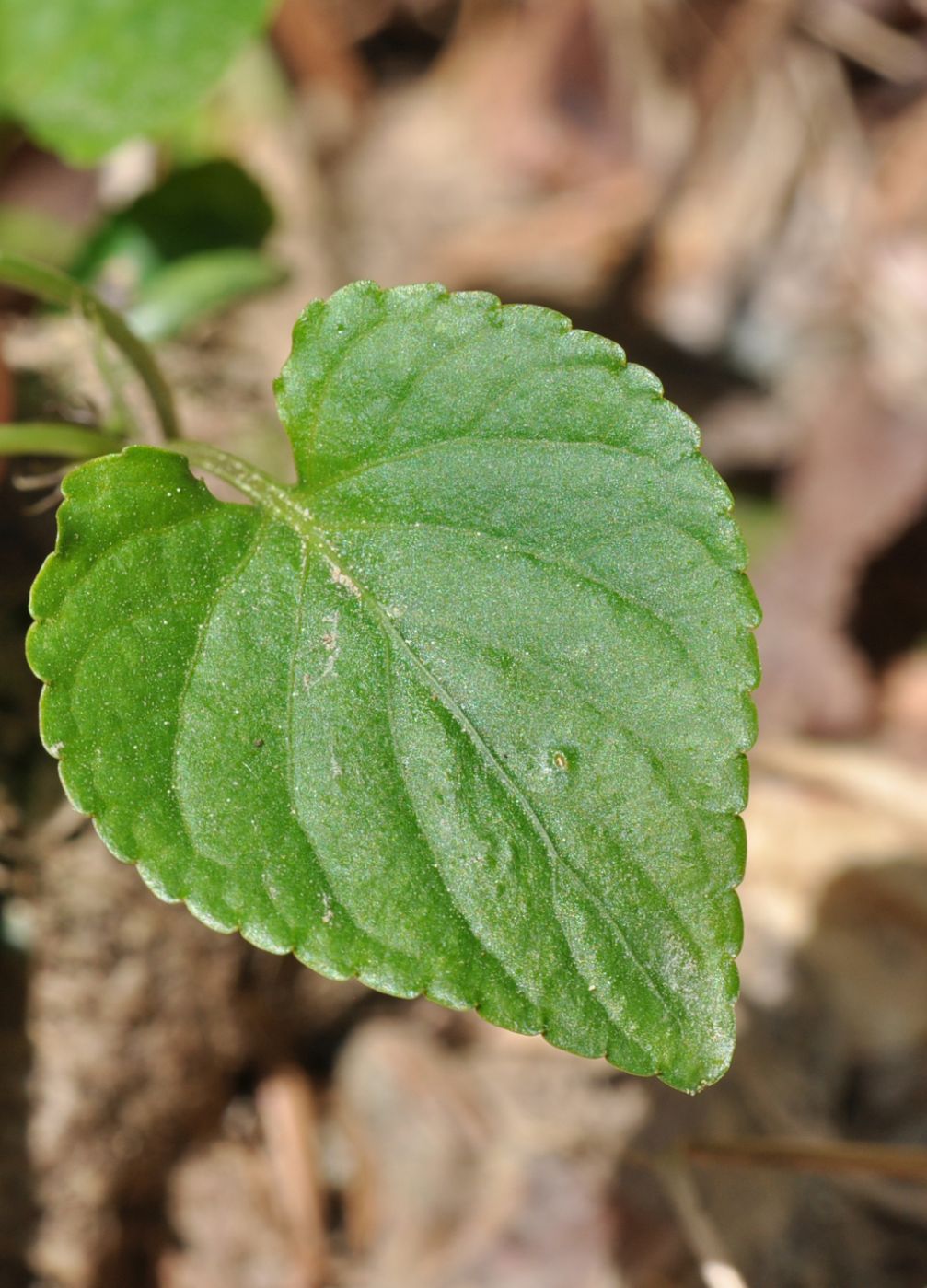 Image of genus Viola specimen.