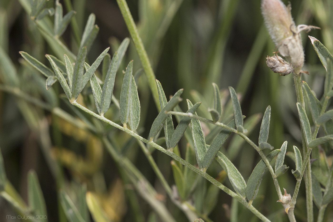 Изображение особи Astragalus pallescens.