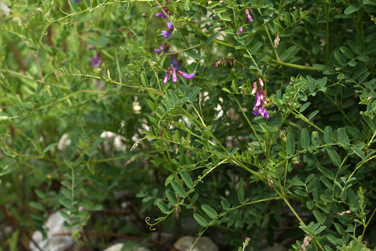 Image of Vicia japonica specimen.