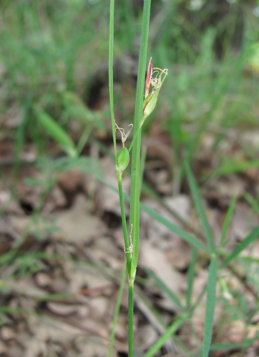 Image of Carex phyllostachys specimen.