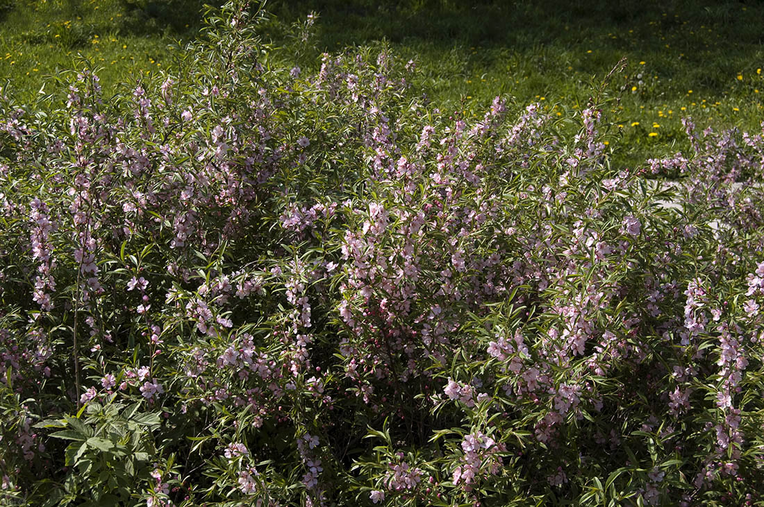 Изображение особи Amygdalus nana.