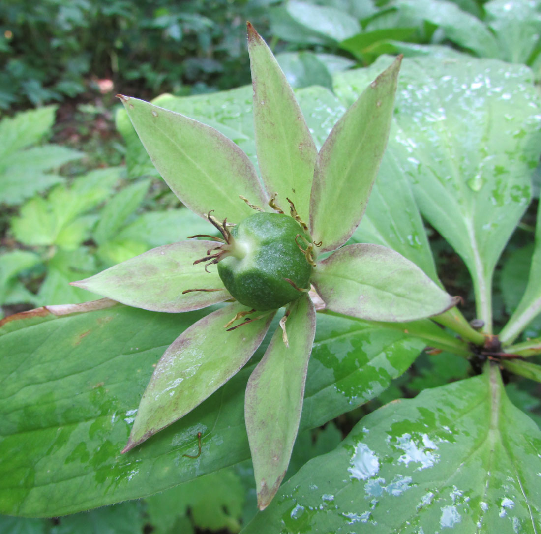 Image of Paris japonica specimen.