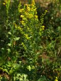 Solidago virgaurea