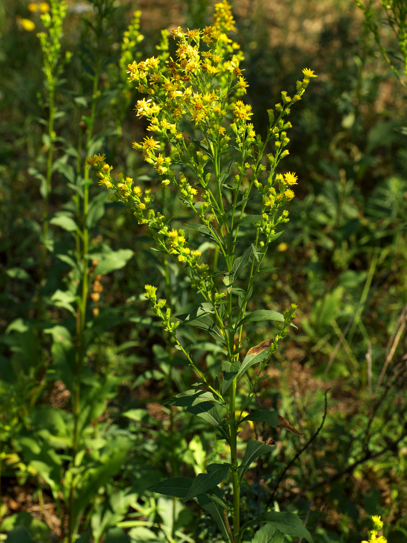 Image of Solidago virgaurea specimen.