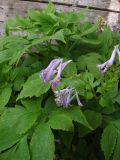 Corydalis подвид aegopodioides