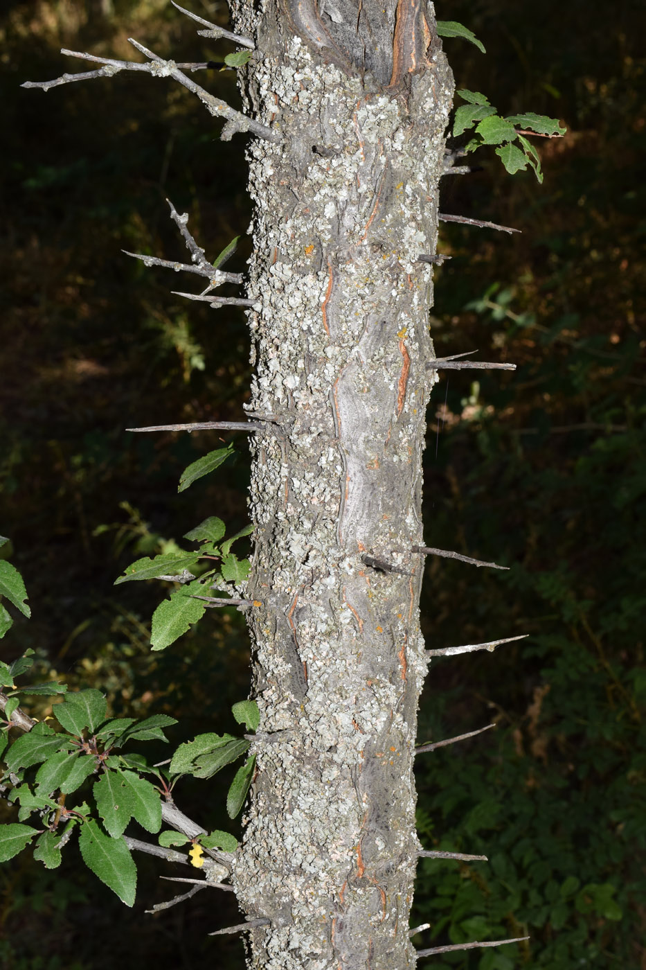 Image of Prunus cerasifera specimen.