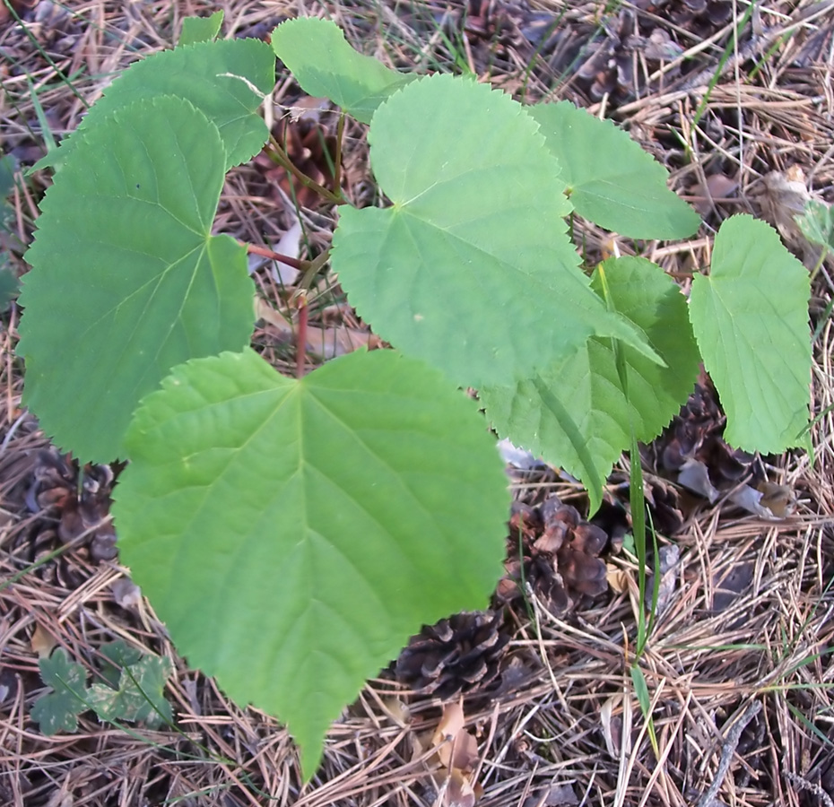 Изображение особи Tilia cordata.