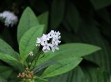 Lysimachia clethroides. Соцветие. Латвия, Рига, Верманский сад, в культуре. 19.08.2018.