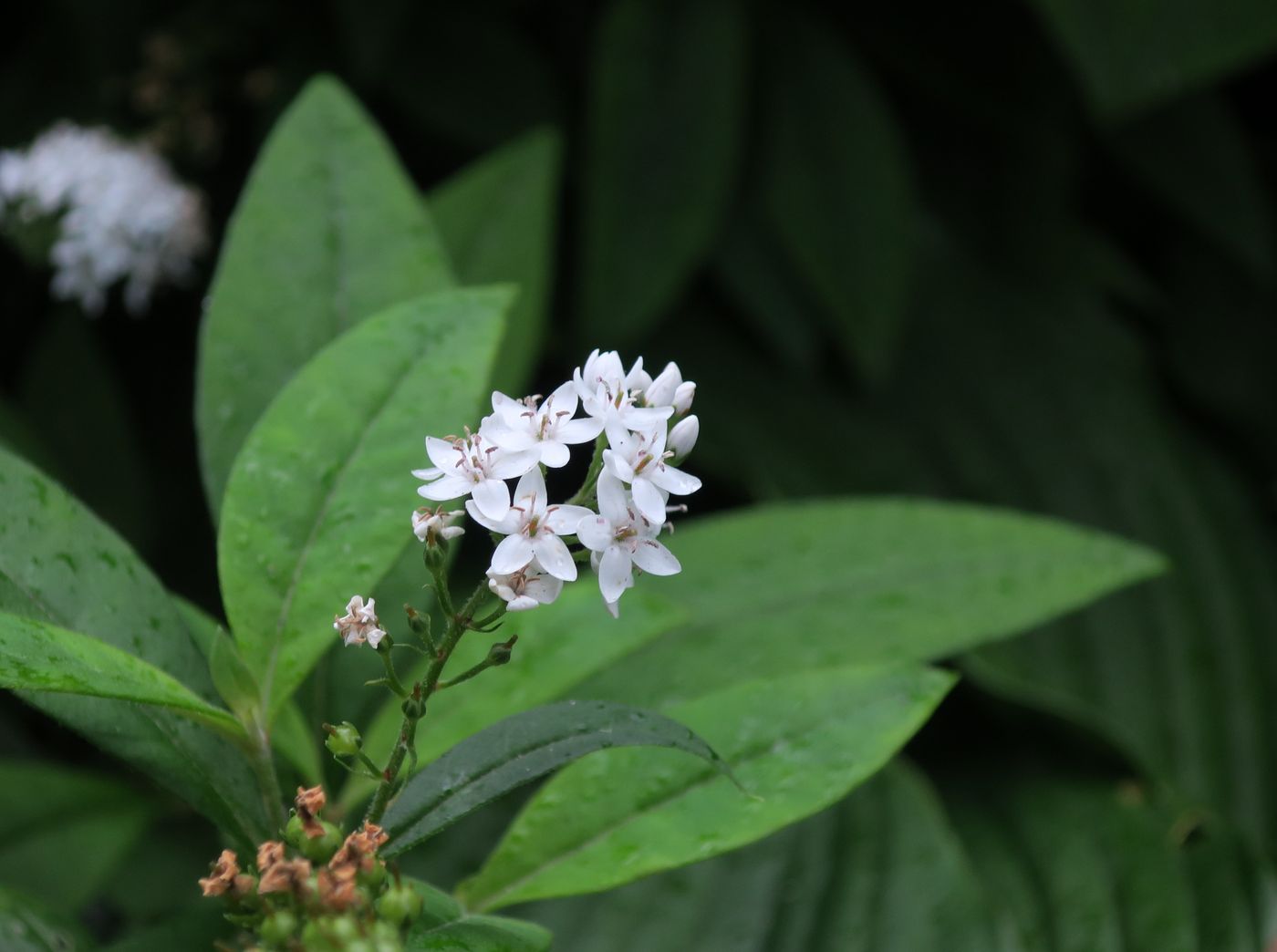 Image of Lysimachia clethroides specimen.