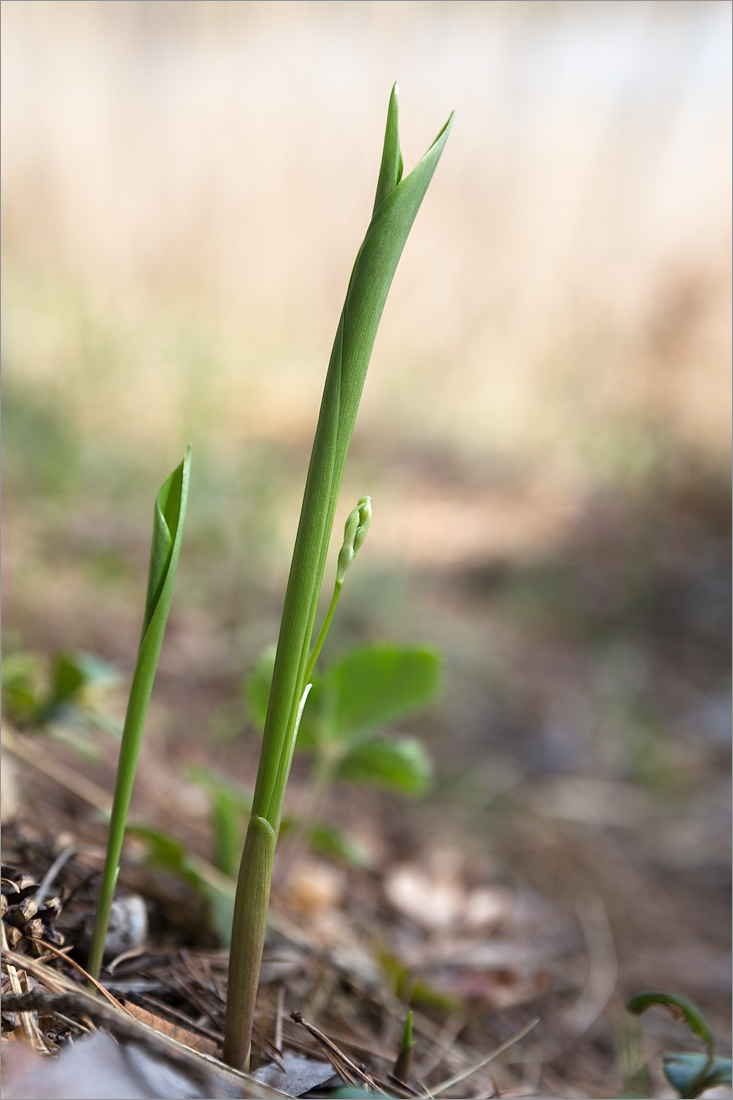 Изображение особи Convallaria majalis.