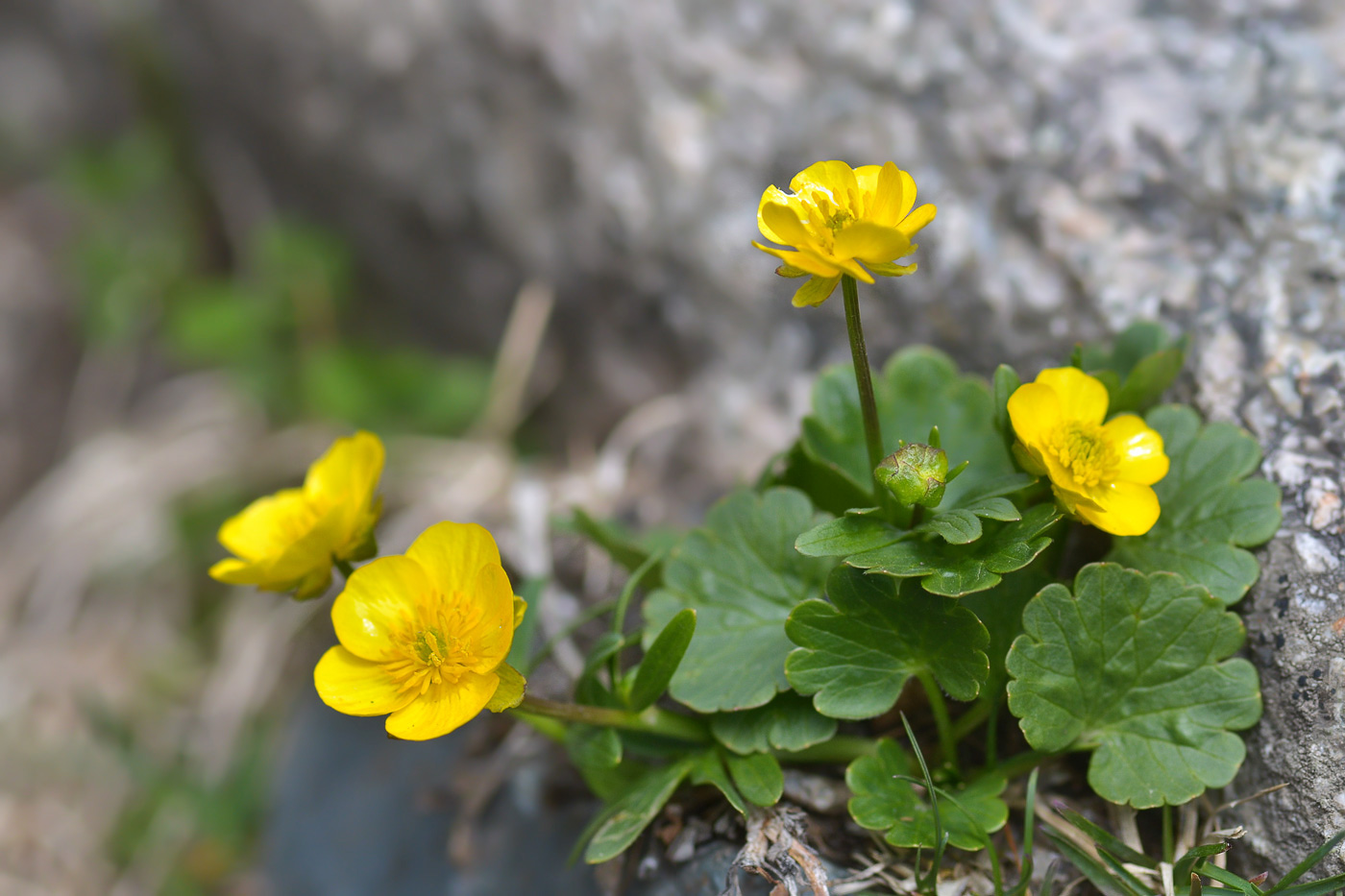 Изображение особи Ranunculus alberti.