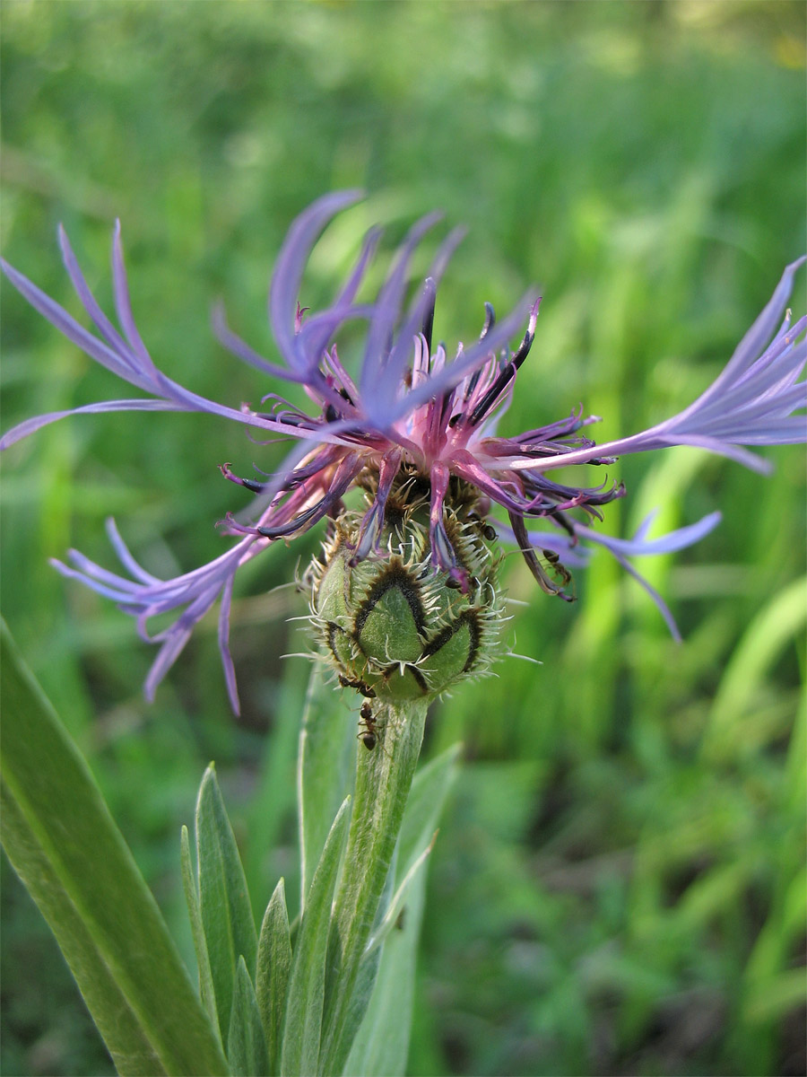 Image of Centaurea stricta specimen.