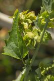 Atriplex sagittata