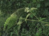 Cimicifuga europaea
