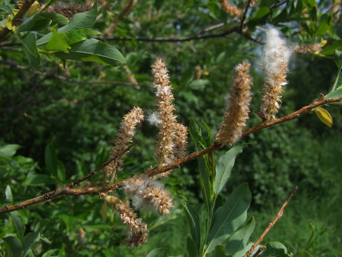 Изображение особи Salix udensis.