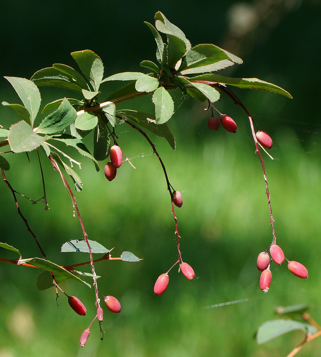Image of Berberis vulgaris f. atropurpurea specimen.