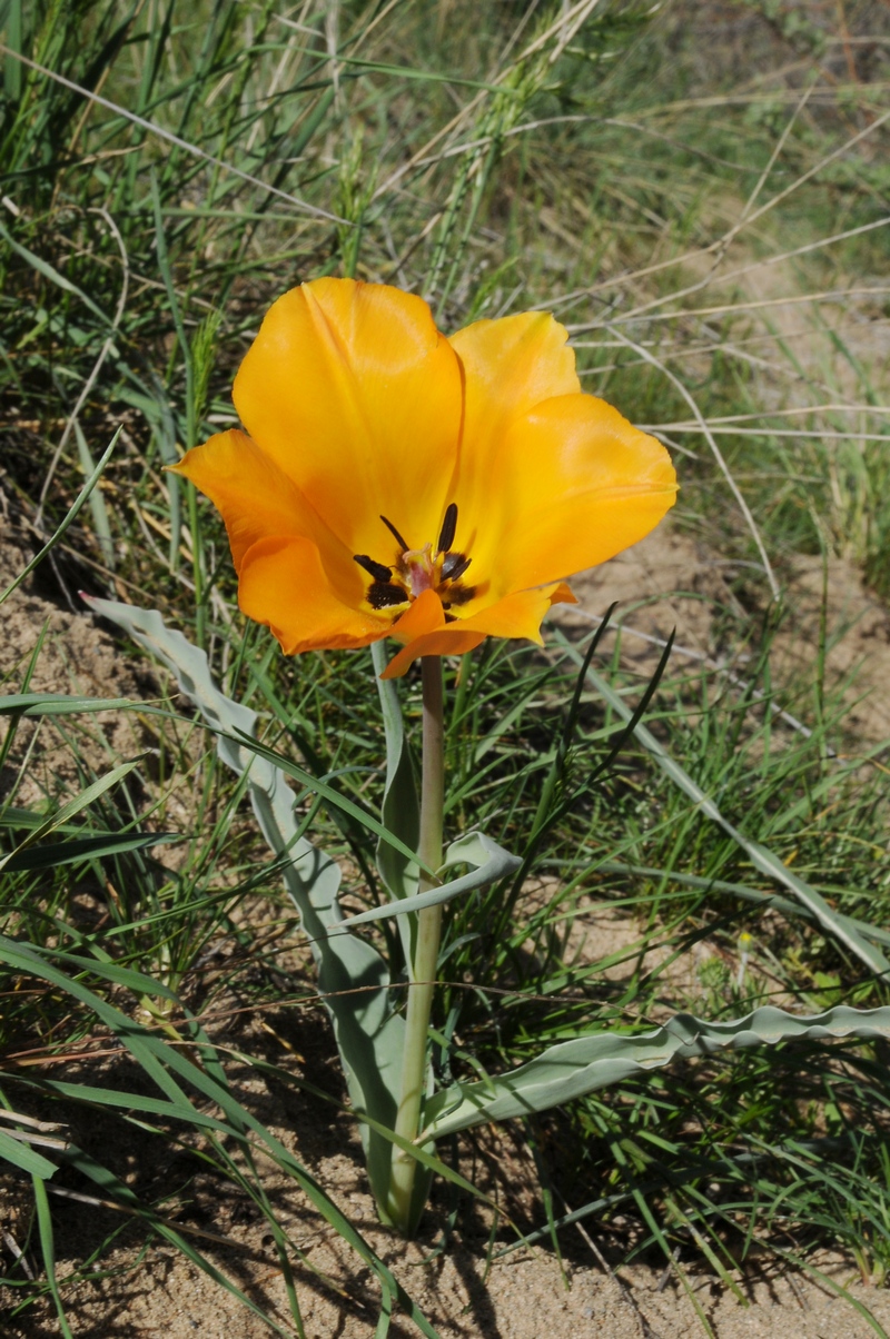 Изображение особи Tulipa lehmanniana.