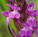 Dactylorhiza urvilleana