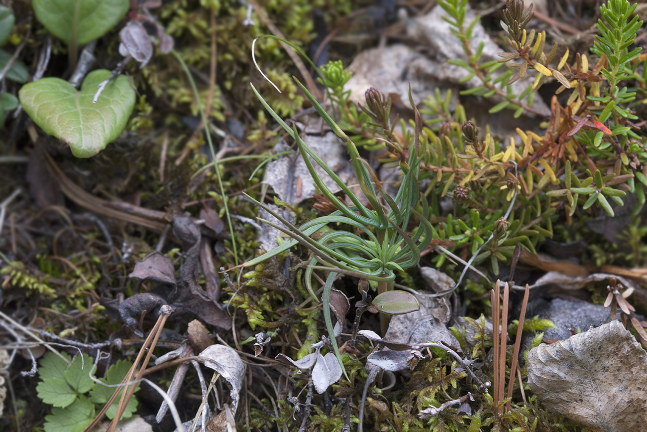 Image of Pinus sibirica specimen.