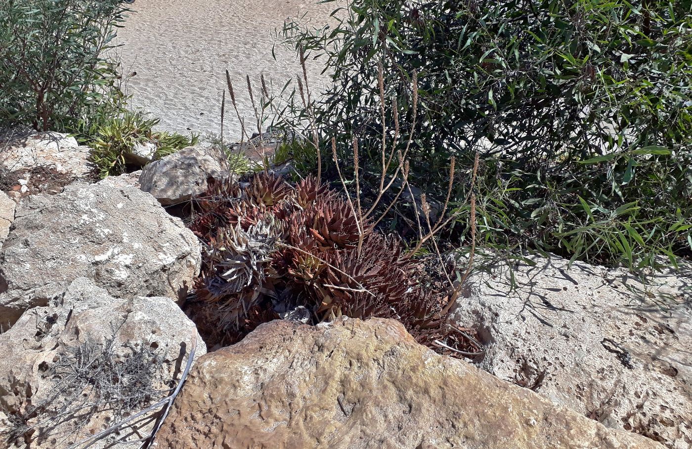 Image of Aloe nobilis specimen.