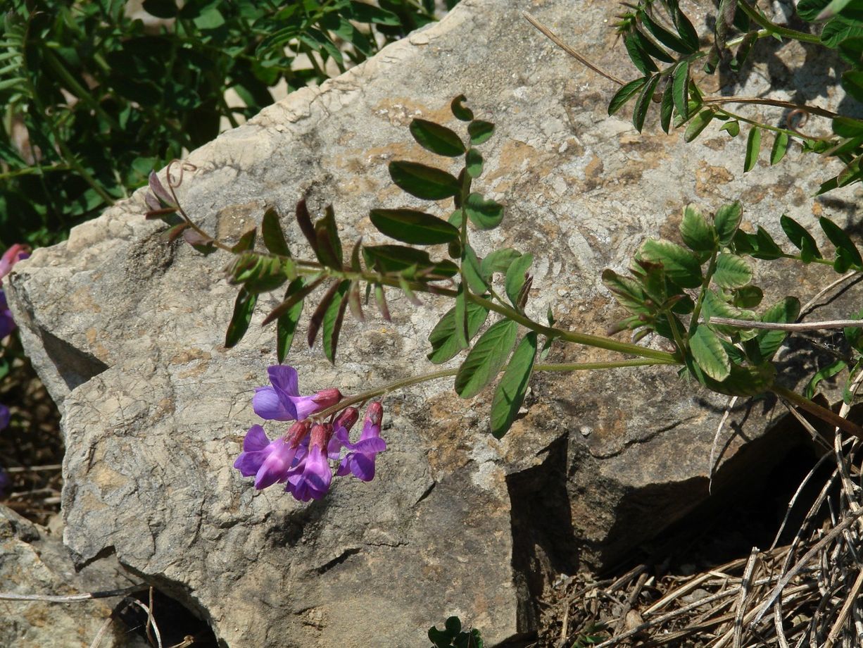 Изображение особи Vicia olchonensis.