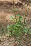 Rumex acetosella