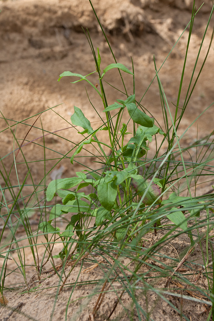 Изображение особи Rumex acetosella.