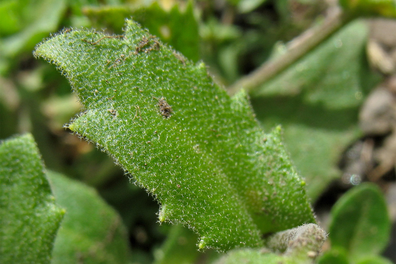 Image of Arabis alpina specimen.