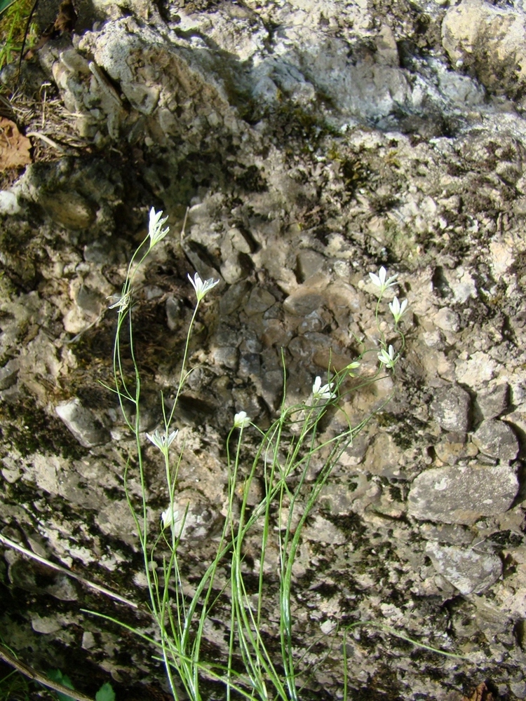 Image of Gagea spelaea specimen.