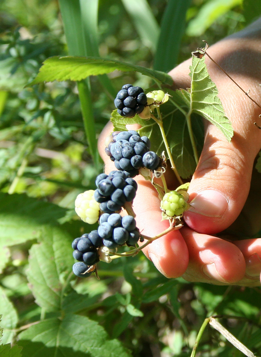 Изображение особи Rubus caesius.