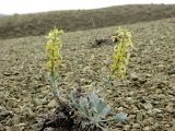 Matthiola superba