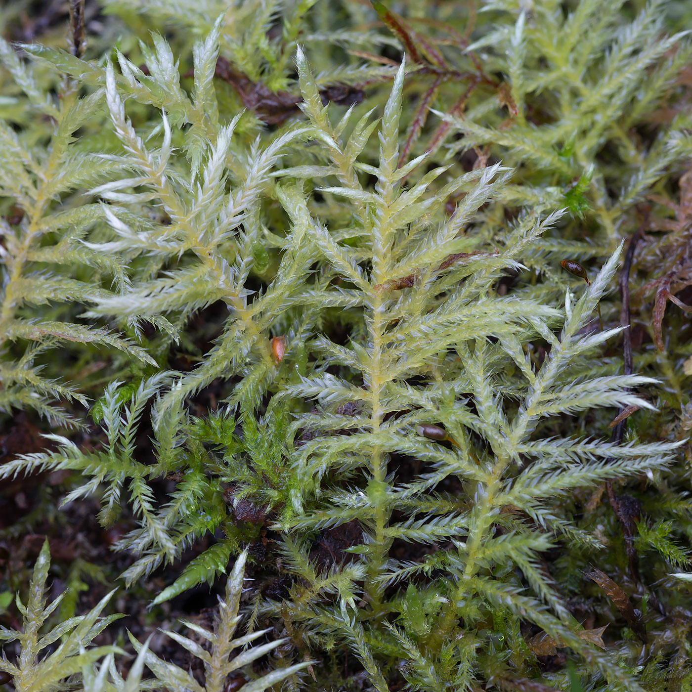Image of Cirriphyllum piliferum specimen.