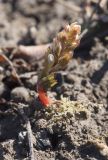 Corydalis ledebouriana