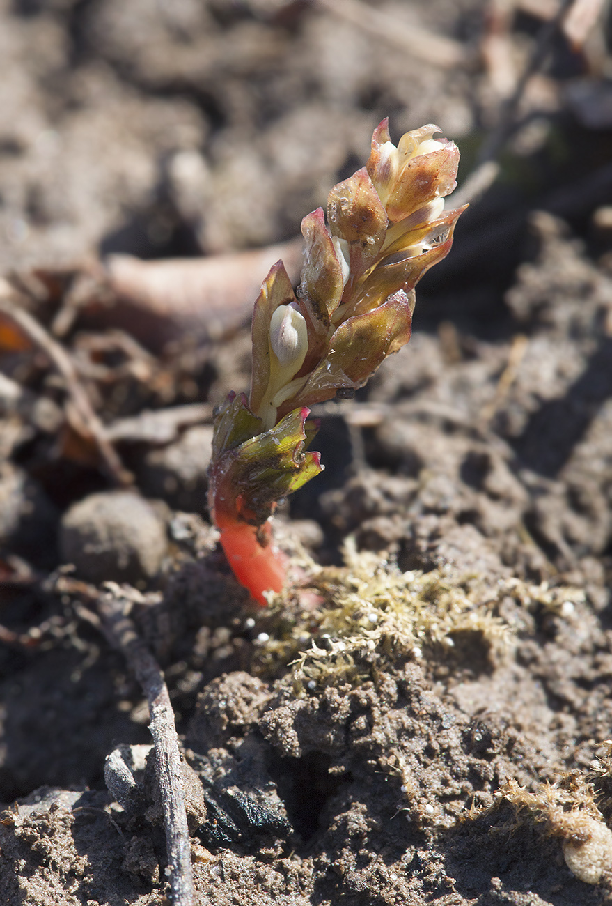 Image of Corydalis ledebouriana specimen.