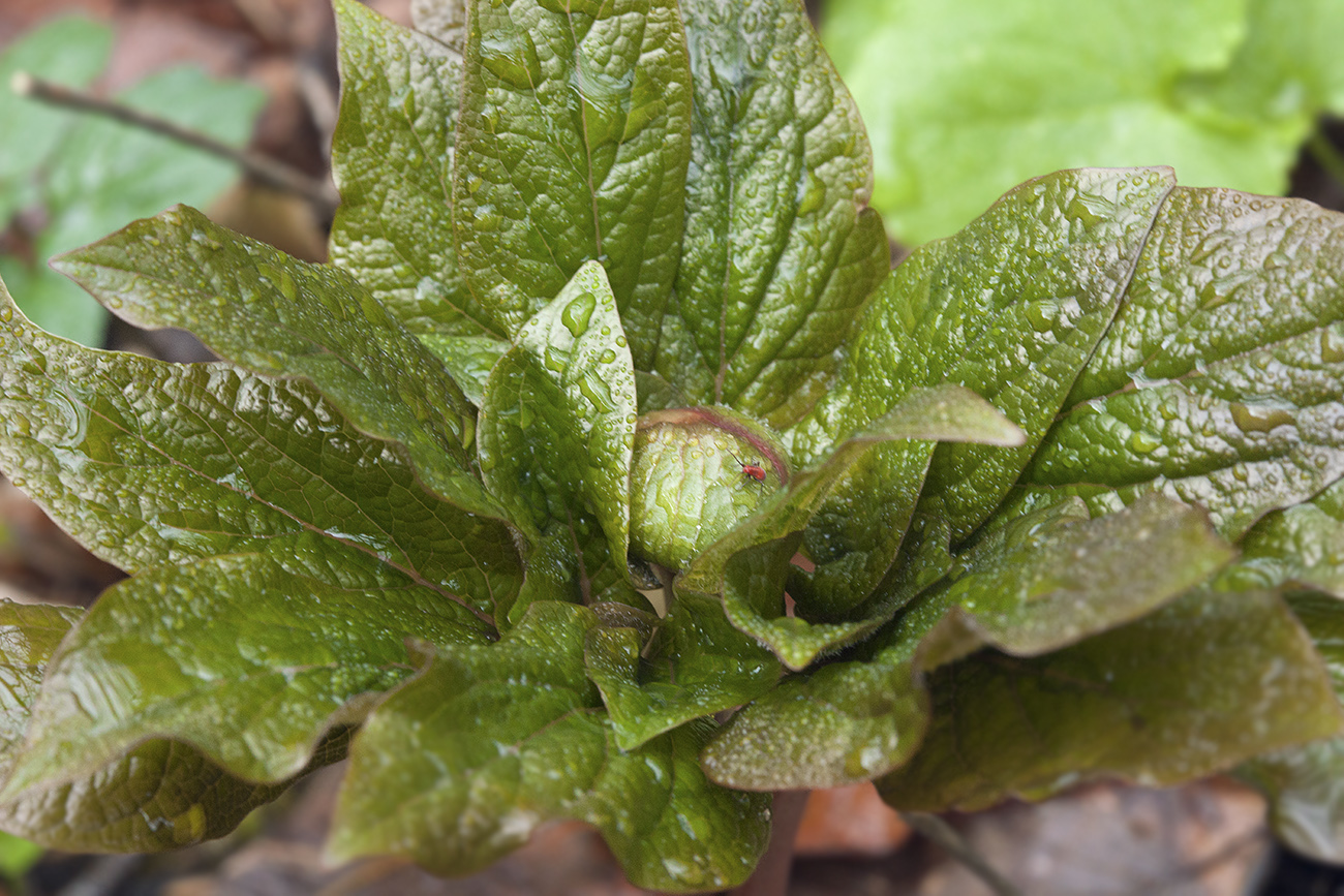 Изображение особи Paeonia wittmanniana.