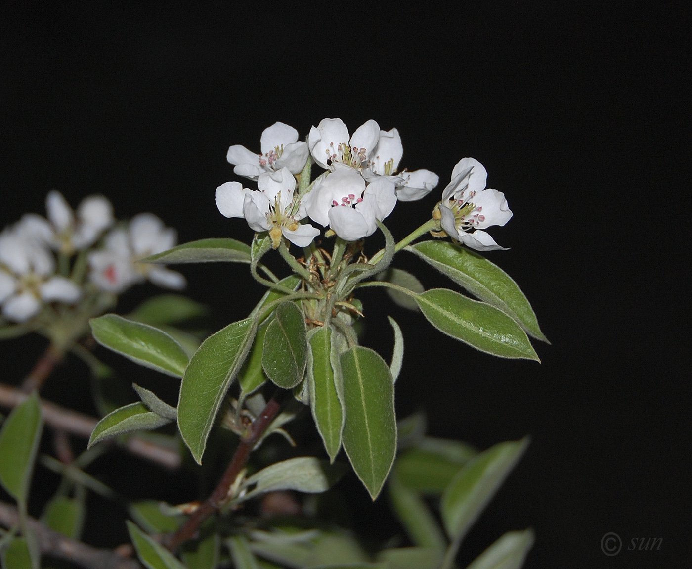 Image of Pyrus communis specimen.