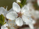 Prunus cerasifera