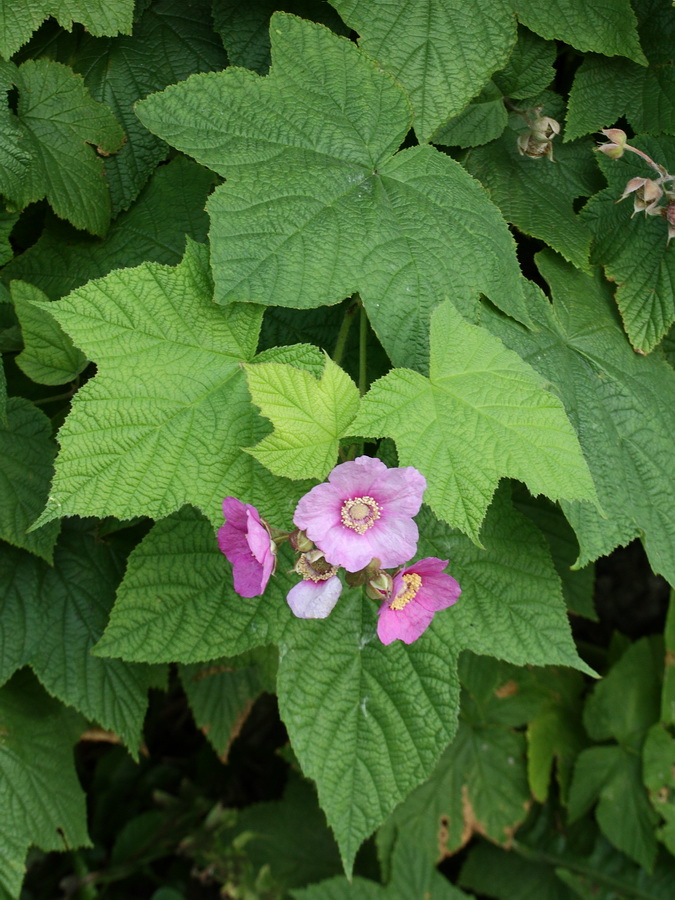 Изображение особи Rubus odoratus.