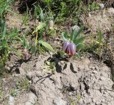 Fritillaria kurdica