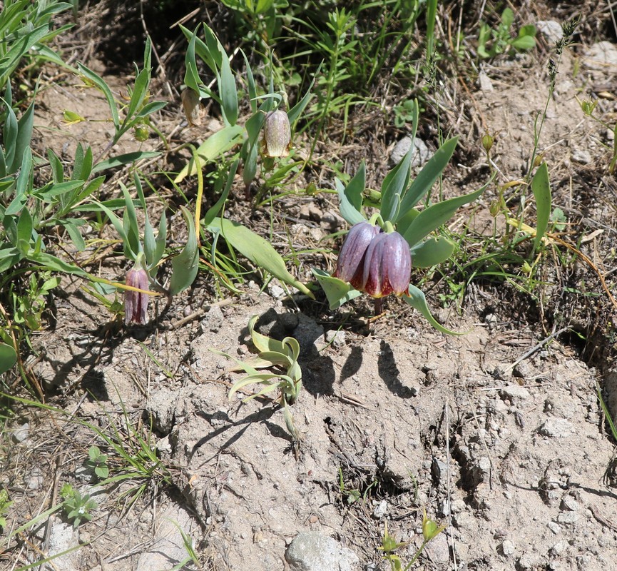 Изображение особи Fritillaria kurdica.