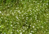 Stellaria graminea