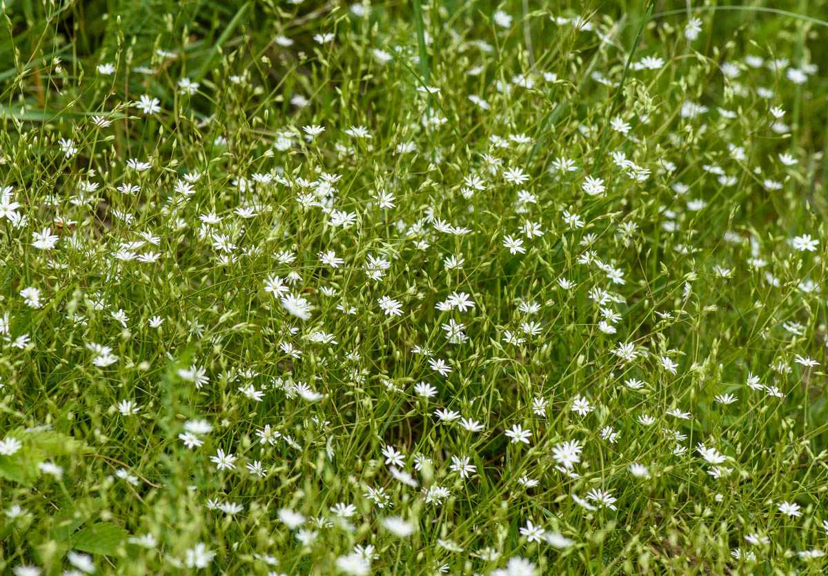 Image of Stellaria graminea specimen.