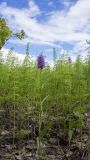 Dactylorhiza fuchsii