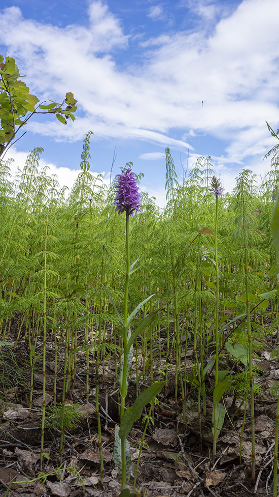 Image of Dactylorhiza fuchsii specimen.