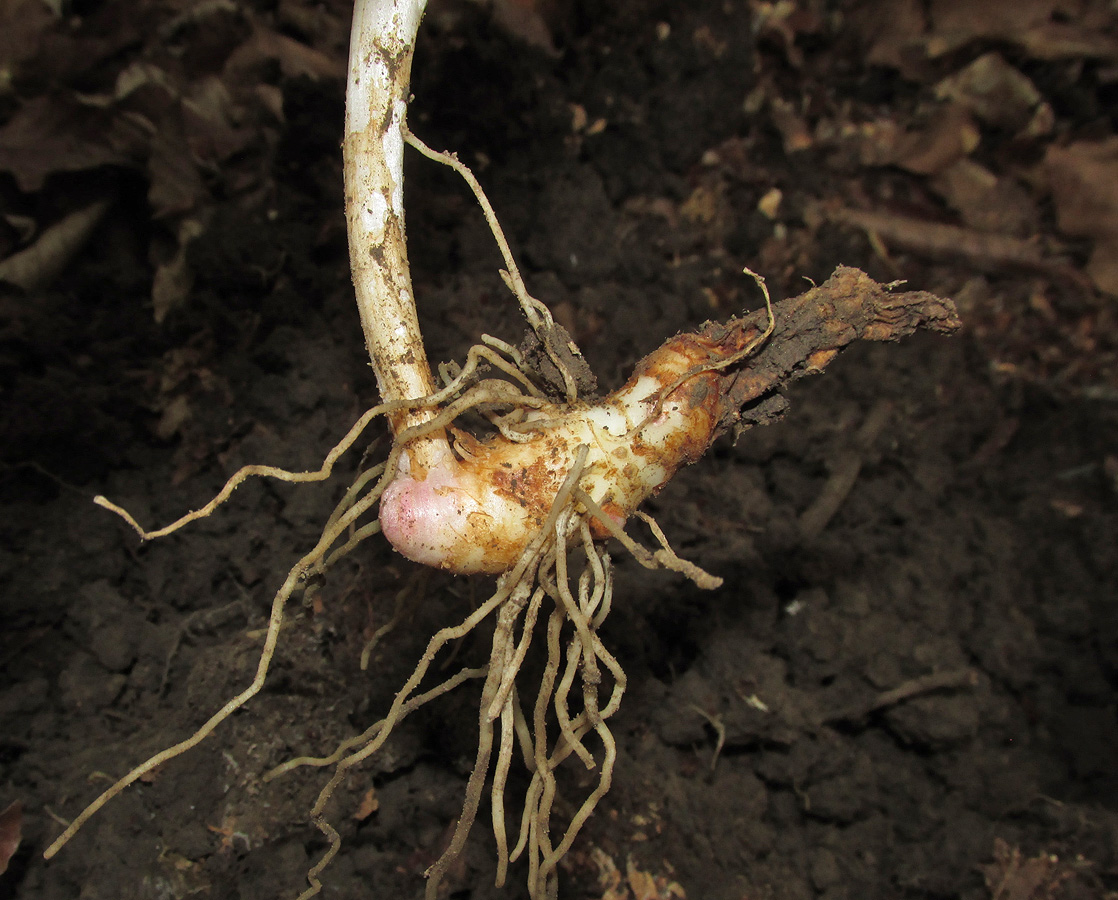 Image of Arum amoenum specimen.