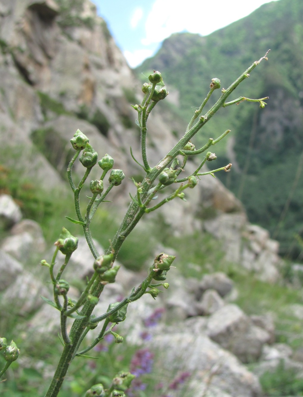 Image of Scrophularia orientalis specimen.